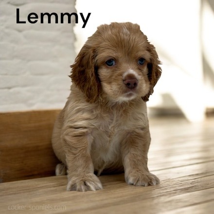 puppy, for, sale, Cocker Spaniel, Joe & Cherri  Overlease, dog, breeder, Miller, MO, dog-breeder, puppy-for-sale, forsale, nearby, find, puppyfind, locator, puppylocator, aca